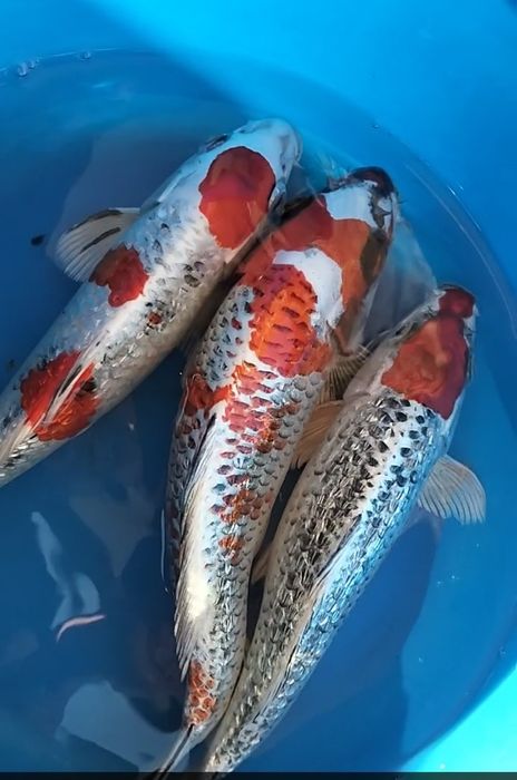 Carpa koi premium tancho kujaku/ kujaku/showa