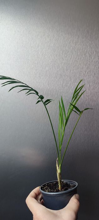 Вазони для  дому