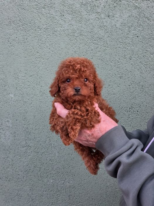 Пуделі від заводчика янтарний редбраун