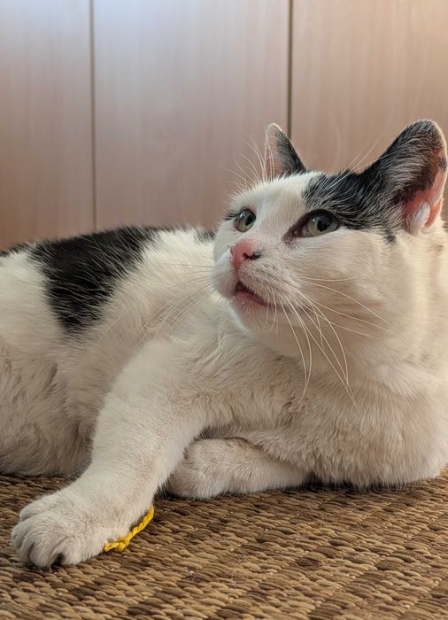 Przemiła Kaja szuka domu