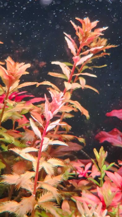 Proserpinaca Palustris Cuba i inne rośliny akwariowe