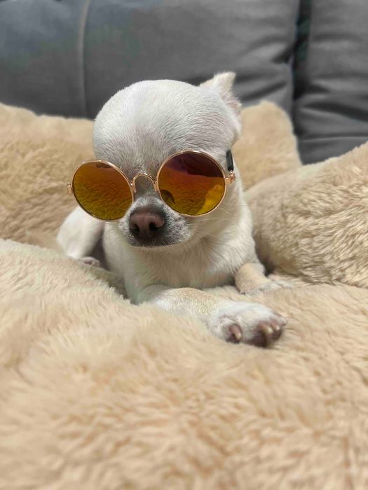 Німецька вівчарка - породні, крупні цуценята!