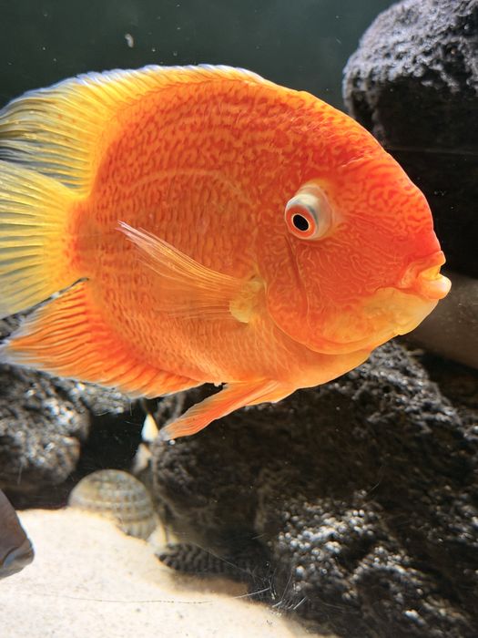 Pielęgnica Severum  red 12 szt