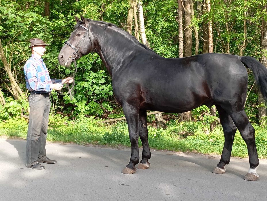 Sprzedam klacze śląskie