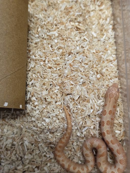 Heterodony zachodnie samce Albinoconda poss het lavender