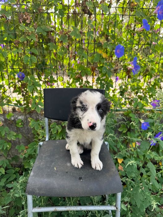 Menino Border Collie Super Giro