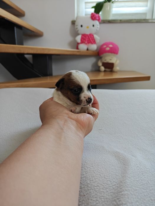 Jack Russell Terrier suczka