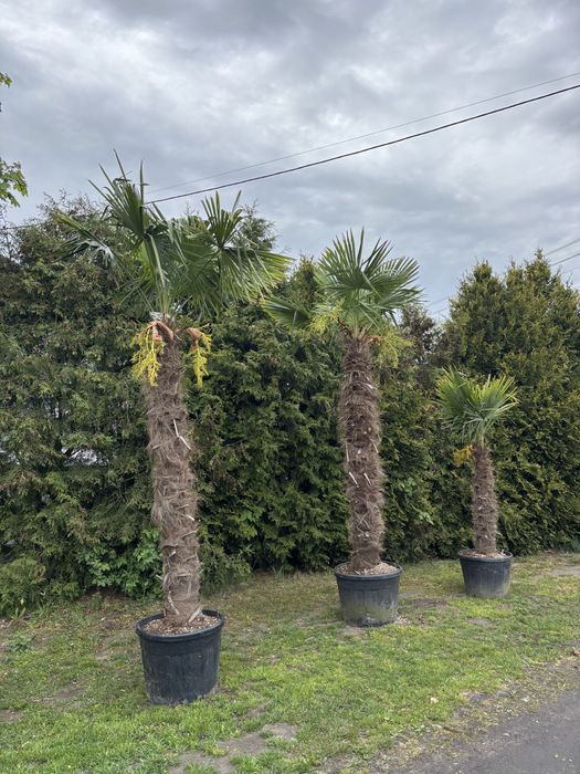 Trychacarpus Fortunei Pien 1 m 2 m 50 cm
