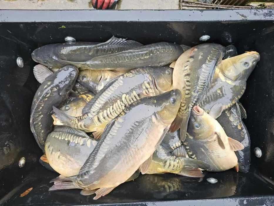 Karp handlowy łowiska hurt 1.5-3kg
