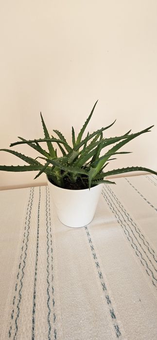 Sprzedam aloes drzewiasty