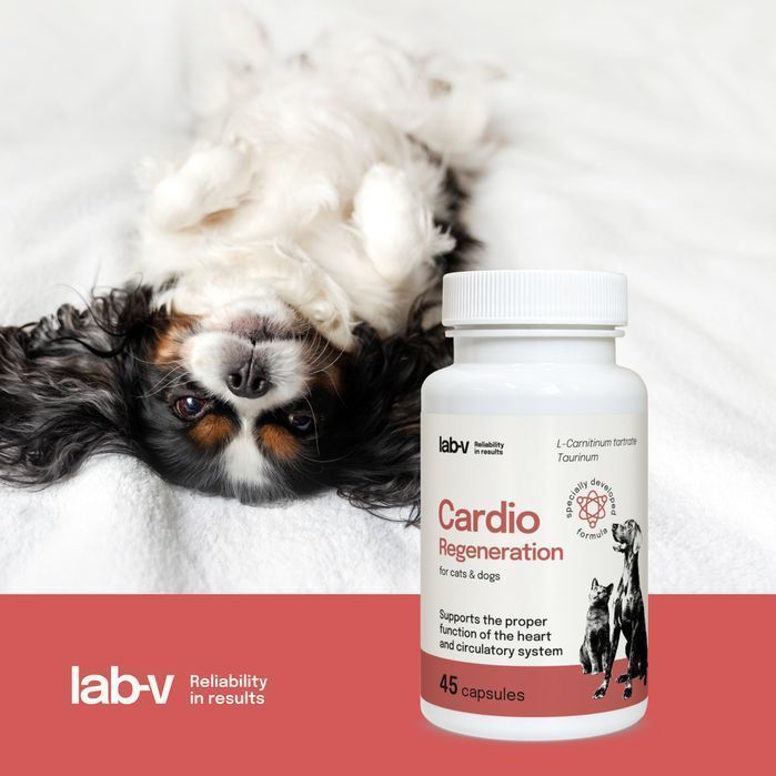 Suplement Dla Psów I Kotów Lab-v Cardio Regeneration Wsparcie Serca Układu Krążenia 45 Kapsułek Zoojoy