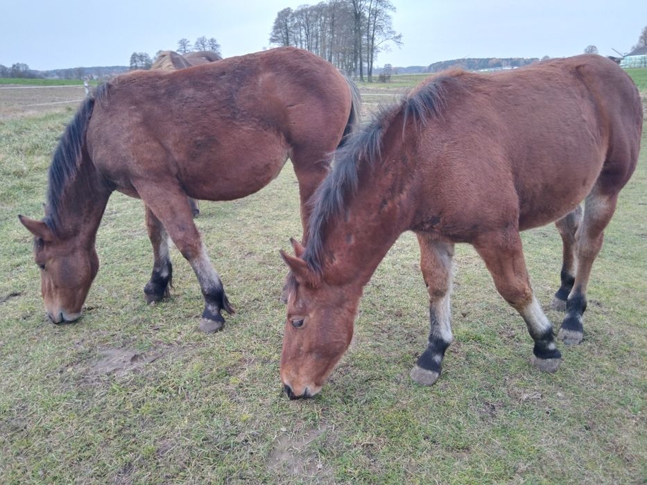 Sprzedam 2 źrebki zimnokrwiste