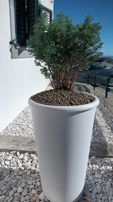 Vaso com a planta
