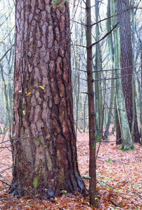 Sosna tartaczna dłużyca pień las