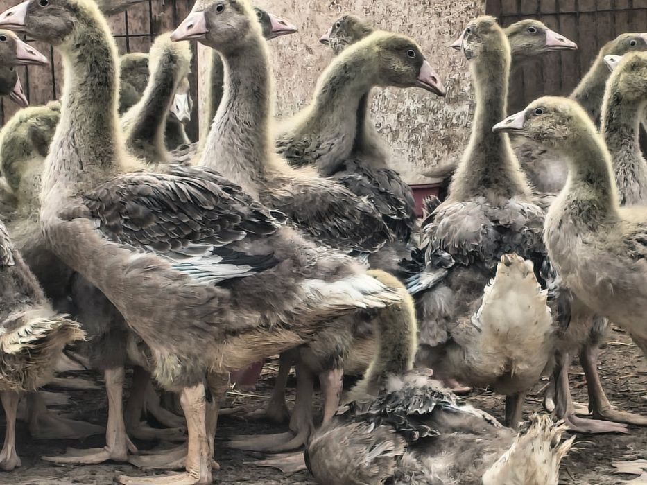 Gęsi landes  9 tygodni