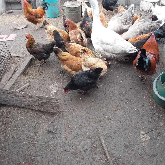 Продам инкубационное домашнее куриное яйцо