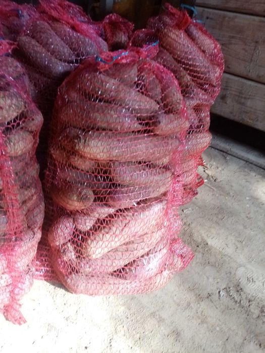 Burak ćwikłowy długi okrągły