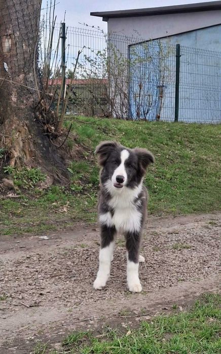 Border collie piesek z metryką ZKwP