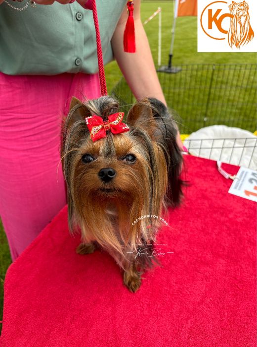 York Reproduktor z UA yorkshire terrier