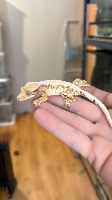 Gekon orzesiony warszawa