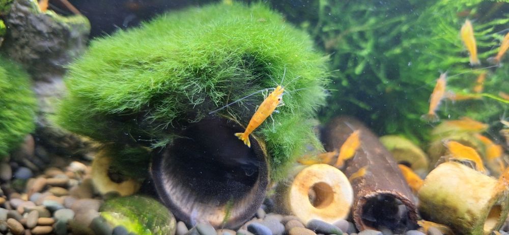 Krewetka Neocardina Orange Sakura