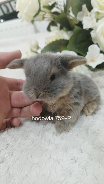 Mini lop króliki karzełek miniaturka baranek hodowla