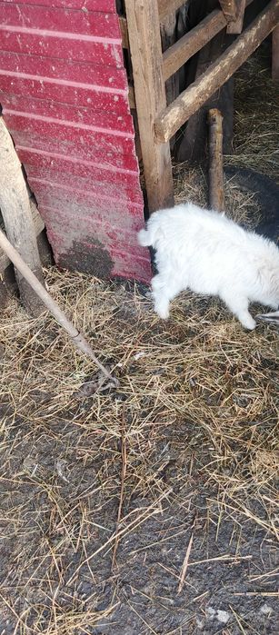 Продам козенят .