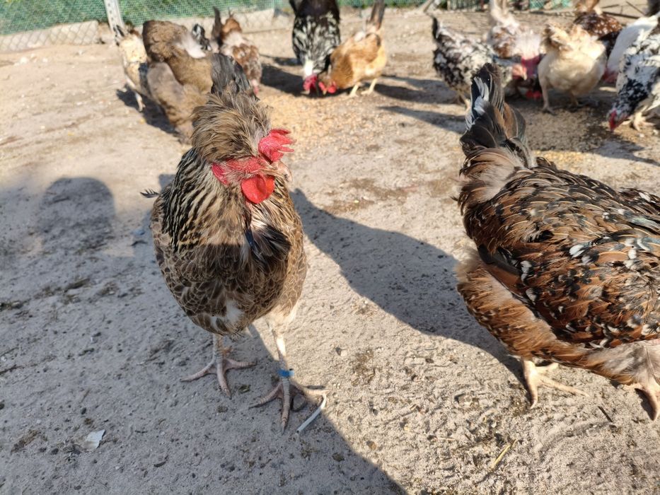 Jajka Lęgowe Mix Ras