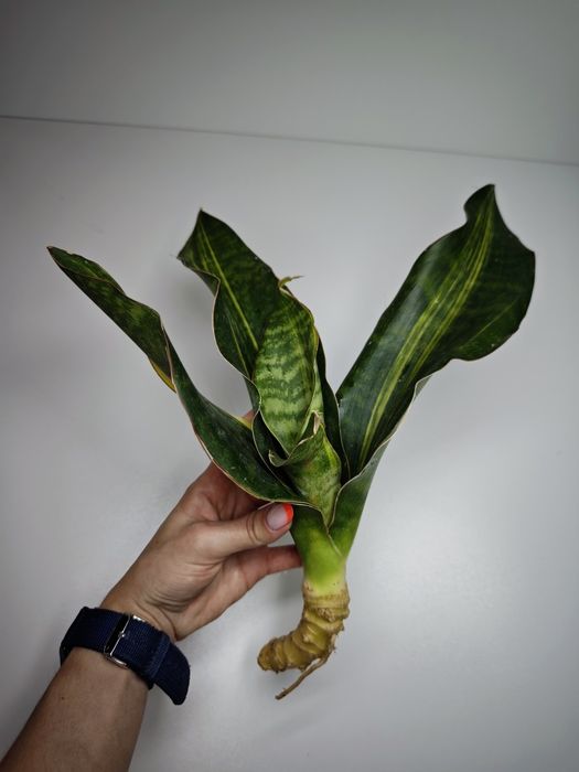 Sansevieria Black Rose var