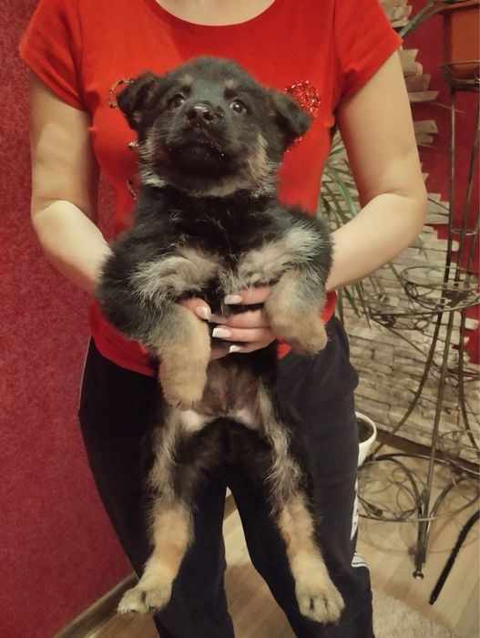 Продам цуценят Німців