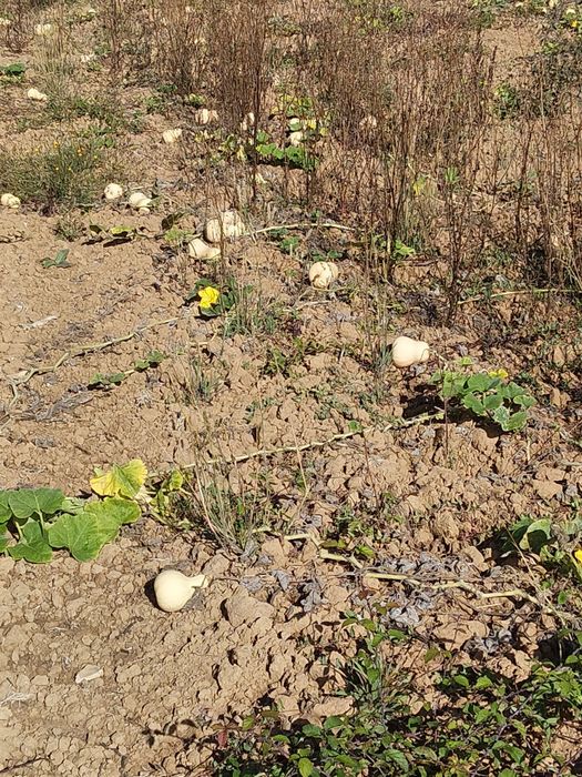 Abóboras  butternut