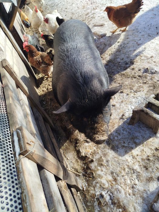 В'єтнамська свиноматка