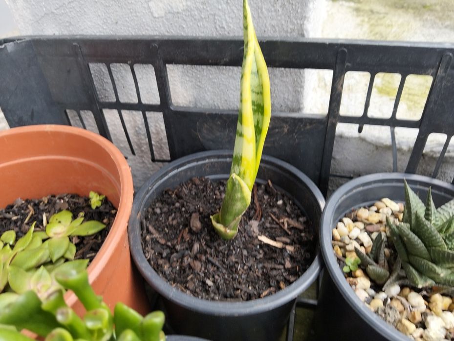 Espada de Santa Bárbara pronta a Replantio