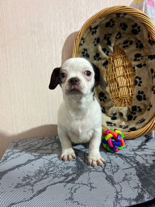 Чихуахуа. Хлопчик. Київ