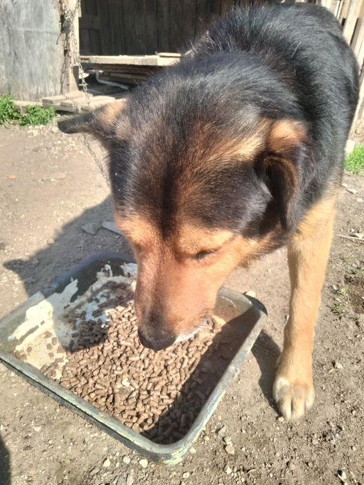 Корм для собак,собачий корм,каша,каша для собак.