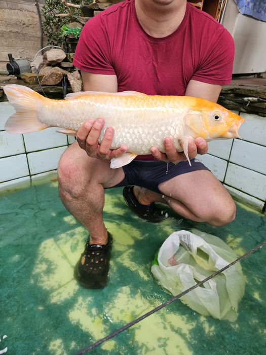 карп кои 44см  кол_во 1шт