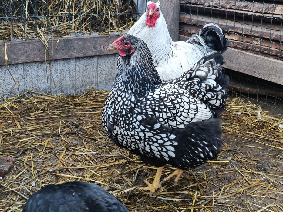 Продам пару півень і курка віандот срібло.