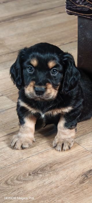 Szczeniak Typu Spaniel