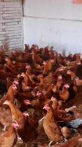 Kury nioski z dowozem do klienta GRATIS.Kurki Rosa Leghorn z jajkami.