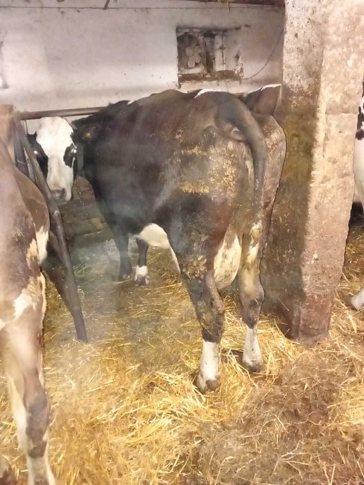 Krowy mleczne trzy sztuki