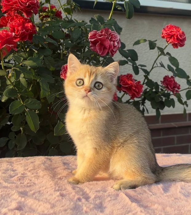 Киця золота шиншилка