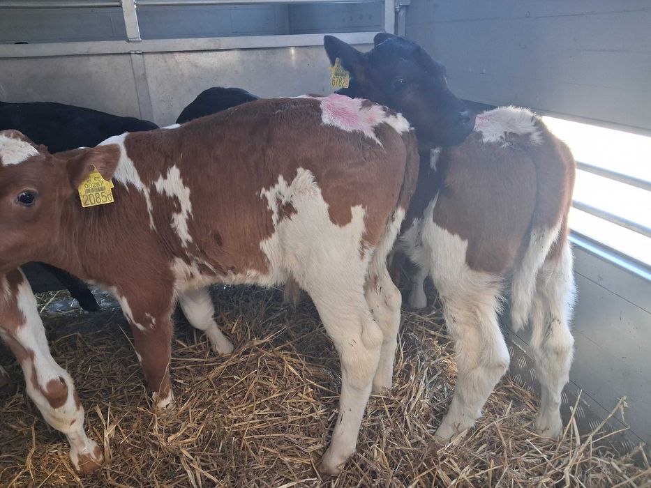 byczki cielęta cielaki mm ncb hf