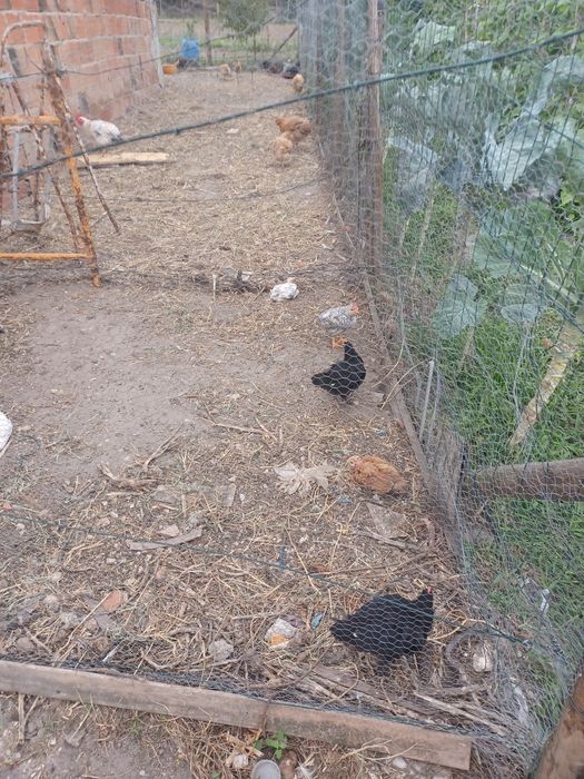 Vendo ovos galinhas de raca, Borregos