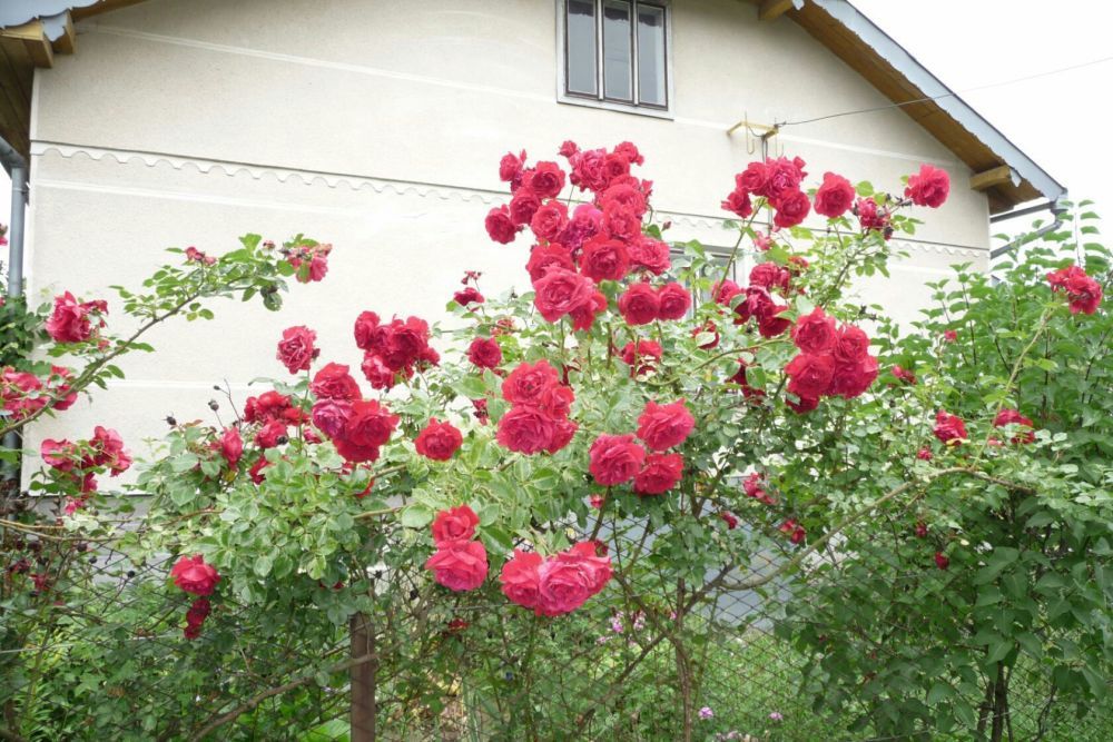 Троянда паркова, роза, сажанці троянди,