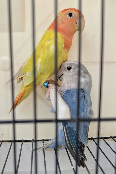 Casal de agapórnis roseicollis
