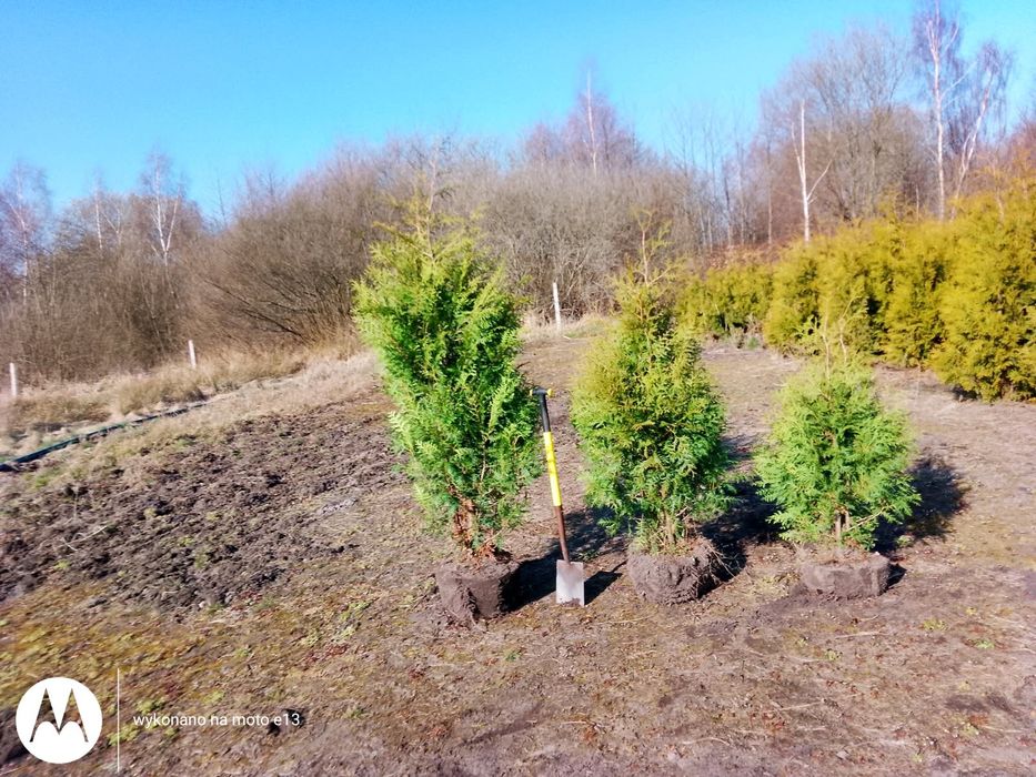 Gęsta Tuja (tuje) Brabant Prosto z Plantacji.