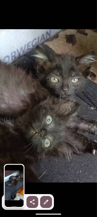 Кошенята в добрі руки