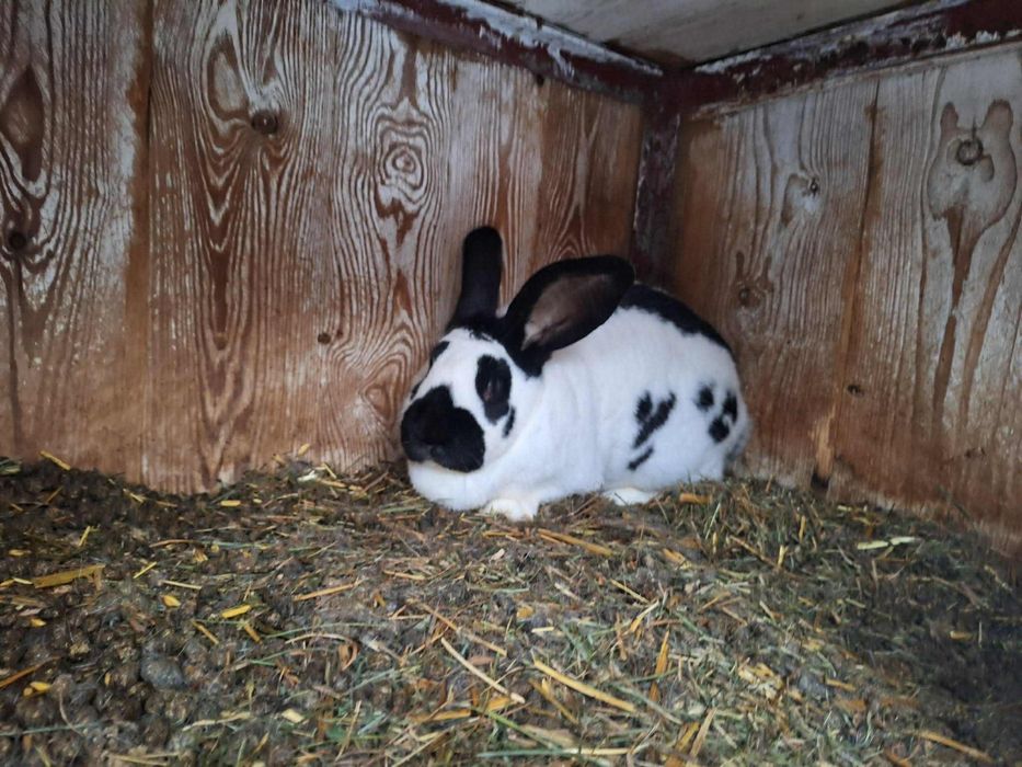 Króliki rasy srokacz hodowla domowa