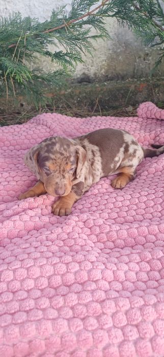 Teckel miniatura  macho alerquim