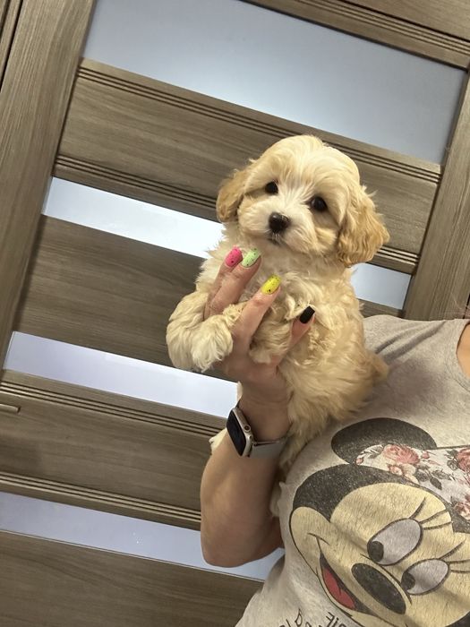 Милаш мальтипу ф1